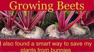 Growing BEETROOTS from seeds and transplanting the seedlings outside.