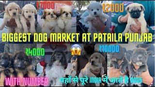 Biggest Dogs market of Punjab 😄 Cheapest dogs Market #Reels #Dog #gsd