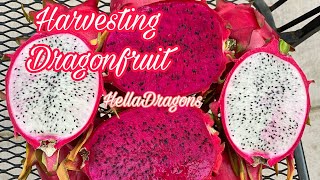 Harvested Dragonfruit from My Garden