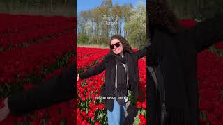 Visitamos CAMPOS DE TULIPAS na HOLANDA de GRAÇA #shorts