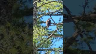 Bald Eagle Spotted at Walhalla State Fish Hatchery #baldeagle #america