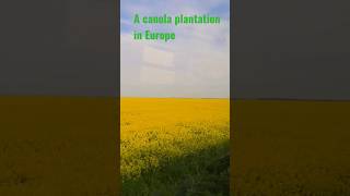 A canola plantation in Europe 🌾🌾🌱🌱🌼🌼🌼