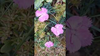 carthusian pink , Dianthus carthusianorum