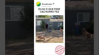 OLHA O QUE ESSE CACHORRO FEZ COM O DONO🤣 #memes #pets #shorts