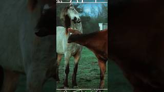 Fighting Horses | Animals #shorts #wildlife #horses