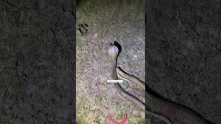 Cobra snake #shambhu  #trending #korba #chhattisgarh #sagar_sahu_0 #shorts #viral #youtubeshorts