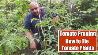 My Vegetable Garden in Georgia || ജോർജിയയിലെ എൻ്റെ  കൊച്ചു  പച്ചക്കറിത്തോട്ടം @worldofjoe