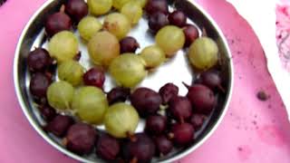 How to grow Gooseberry easily - miracle food, great for hair, improves ur immune #organic #freefood