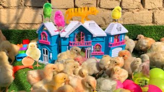 COLOUR CHICKS | colour chicken babys Home | Hens colorfull Chicks playing game