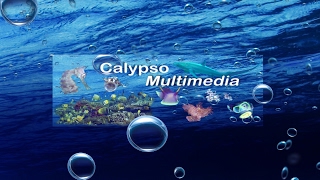 Calypso Multimedia Live Stream