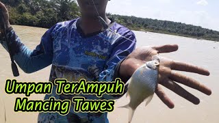 CARA MANCING IKAN TAWES MENGUNAKAN TEMPE EMANG LUAR BIASA HASILNYA