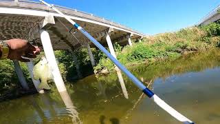 Catching Sunfish at my favorite Secret fishing Spot. #sunfish #panfish #creek #shorts