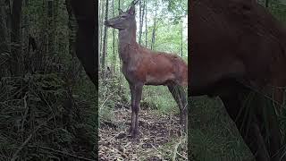 Wake Up to Adorable Deer Stretching Its Body After Sleep!