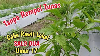 Umur  17 Hst. Cabe Rawit Lokal SALO DUA Tumbuh Subur Tanpa Rempel Tunas