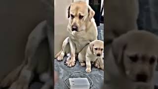 Mom's love💕. Emotional dog video❤