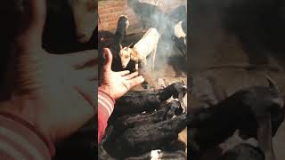 बकरी को ठंड में मरने से बचाएं || #shorts #viral #goat