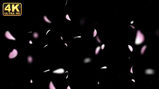 Rose petals falling petals falling animation video 4K pinkcolor petals falling free to use for edits