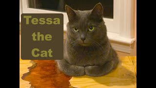 Tessa the Cat. 2023