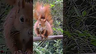 #shortvideo #capcut #tranding #squirrel