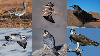 AVES  CANARIAS  EN  PELIGRO  DE  EXTINCIÓN