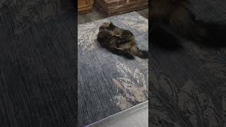 2 chonky Kittens play fight #funnycats #kitten #cat