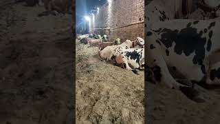 Bakra Eid 2k24||100k subscriber ❤️‍🔥||10k likes target ||viral||cow||bakra