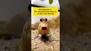 Mudskippers: The Amphibious Marvel of the Fish World! AquaVerse #mudskipper  #paludarium #shorts