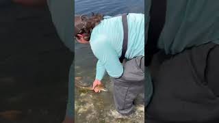 Releasing An Overslot Redfish! #shorts #fishing