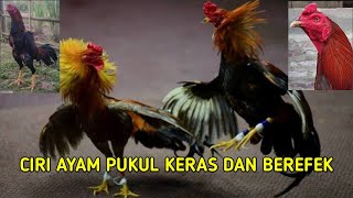 Ciri-ciri ayam pukul keras dan m3m4tikan