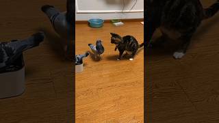 Angry Pigeon Loses It After Cat Sniffs Rival Bird! 😂 #shorts