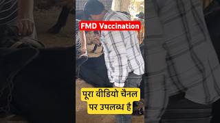 FMD Vaccination ।। ख़ुरपका मुँहपका बीमारी का टीकाकरण अवश्य करावे ।।#fmd #drsureshjangir