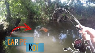 Je pêche un POISSON RARE dans ce RUISSEAU ! (carpe koï)