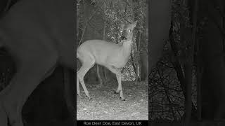 Roe Deer doe in East Devon, UK  #shorts