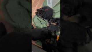 Puppies 3 weeks old