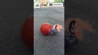 Tomato 🍅 With Sutli Bomb 💣 experiment #shorts #shortvideo #shortsfeed