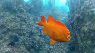 South Coast Divers at Heisler Park 7 22 23