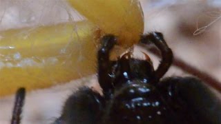 Rare View Of Black Widow Fangs Biting Scorpion (Warning: May be disturbing to some viewers.)