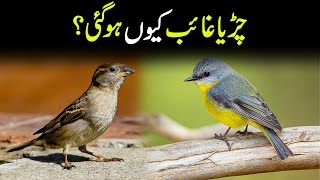 Why did the chirping bird disappear early in the morning? | Birds Videos