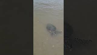 Sea turtles came close