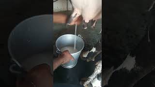 goldy dairy farm cow milking by hand #shortsfeed #dairy #dairyfarming #dairyfarm