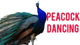 peacock dancing video / Pavo cristatus / national bird of india