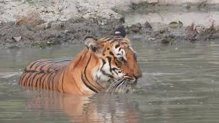 Tiger in her private pool after a kill -Corbett May 2024