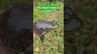 he was not scared #frog #catchandrelease #amphibians #home #jump #cool #amazing #shorts