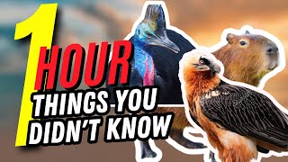 1 HOUR OF THINGS YOU DON´T KNOW🤯🕒 #7