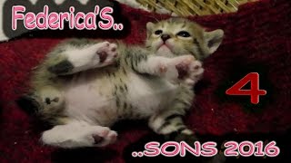 😍🐱😘FEDERICA'S .. SONS 2016 4 :-))   Pet Therapy Cats Cute Sweet Relax  Kittens Breastfeed  😍🐱😘