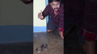 इस सांप के नाम से बिहार में लोगों को ठगा जाता है🐍😱 | #shorts #youtubeshorts