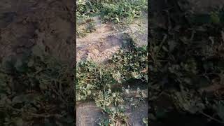 planter cotton sapre  way of doing please watch this video end SUBSCRIBE MY CHANNEL Kashif Nawaz