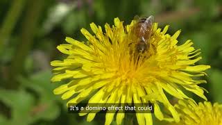 🐝 Vanishing Buzz Unveiling the Mystery of Colony Collapse Disorder 🐝