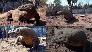 Baby goat swallowed alive by Komodo Dragon. Four cameras. It vocalizes and kicks inside it.