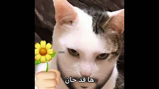 ف كم معدلك؟ ✨ #cat #اكسبلور #shortvideo #فلسطين #youtubeshorts #viral #shorts #short #funny #love